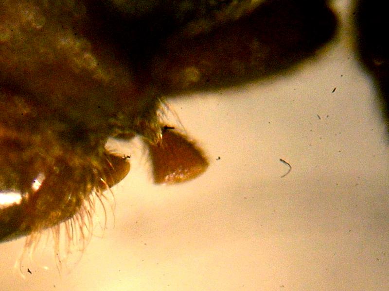 Cerambycidae - Arhopalus syriacus